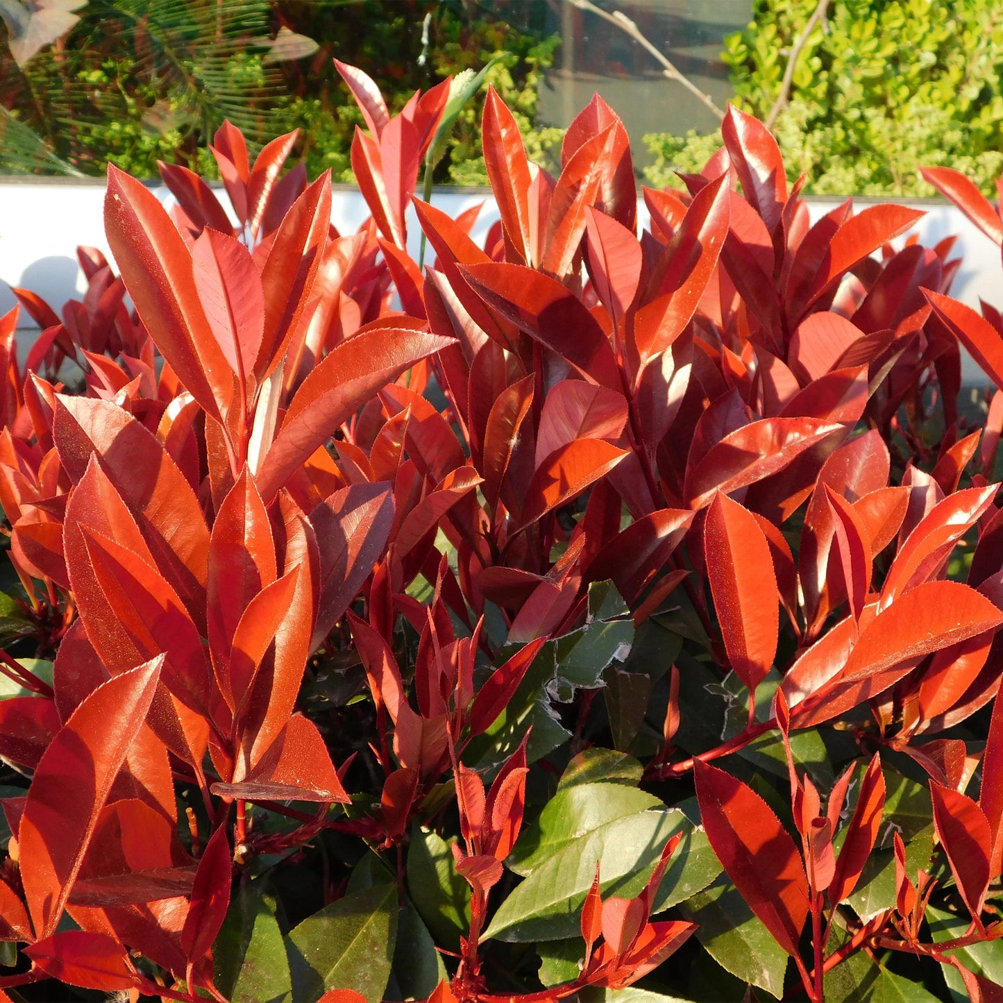 Green boutiQ - Hedge plants - Photnia fraseri Red Robin - leaf red green - 8 plants - 1 linear meter - evergreen - pot 9cm height 30-35cm