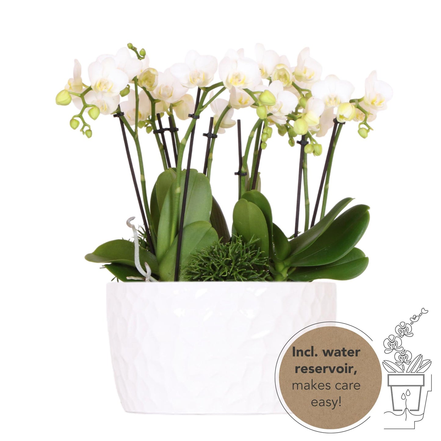 Orchidee colibrì | set di piante bianche in vaschetta per miele, incl tre orchidee bianche Amabilis 9cm e tre piante verdi | Jungle Bouquet bianco con riserva d'acqua autosufficiente