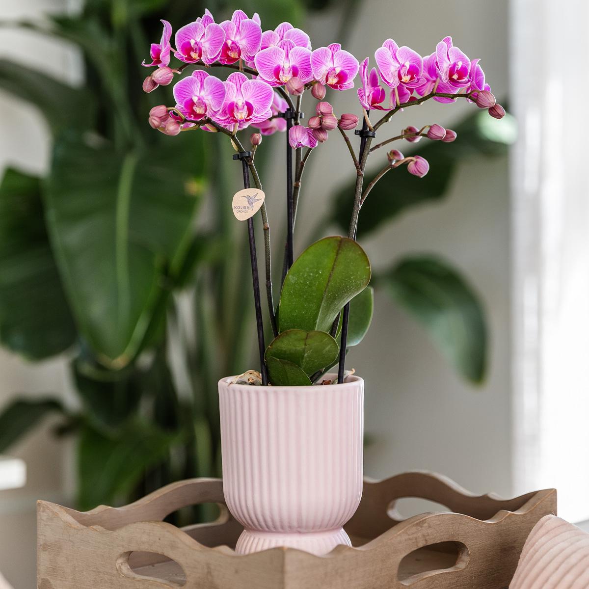 Orchidee colibrì | Orchidea phalaenopsis rosa viola - El Salvador + Diabolo rosa - dimensioni vaso Ø9cm | pianta d'appartamento in fiore - fresca dal coltivatore