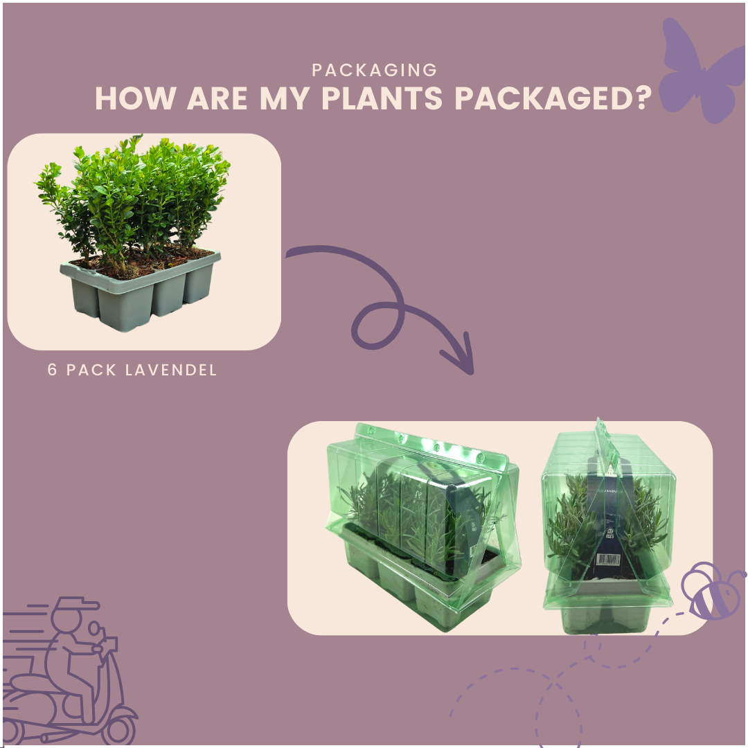 Confezione da 12 x 6 Buxus NewGen Freedom – Arbusti sempreverdi resistenti 72 x Ø7 cm - ↕15 cm | Bosso compatto