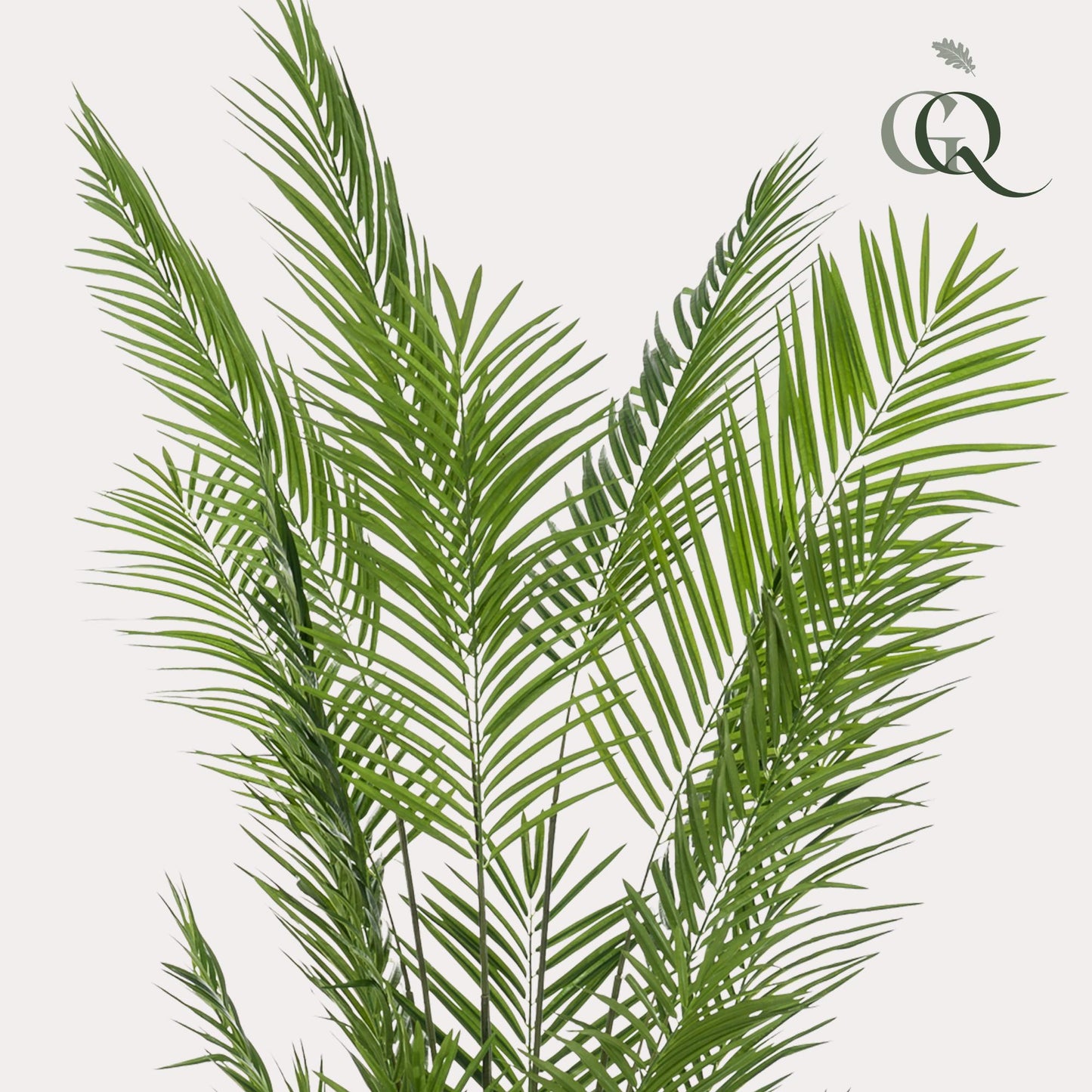 Artificial plants - Areca Lutescens - Gold Palm - 240cm