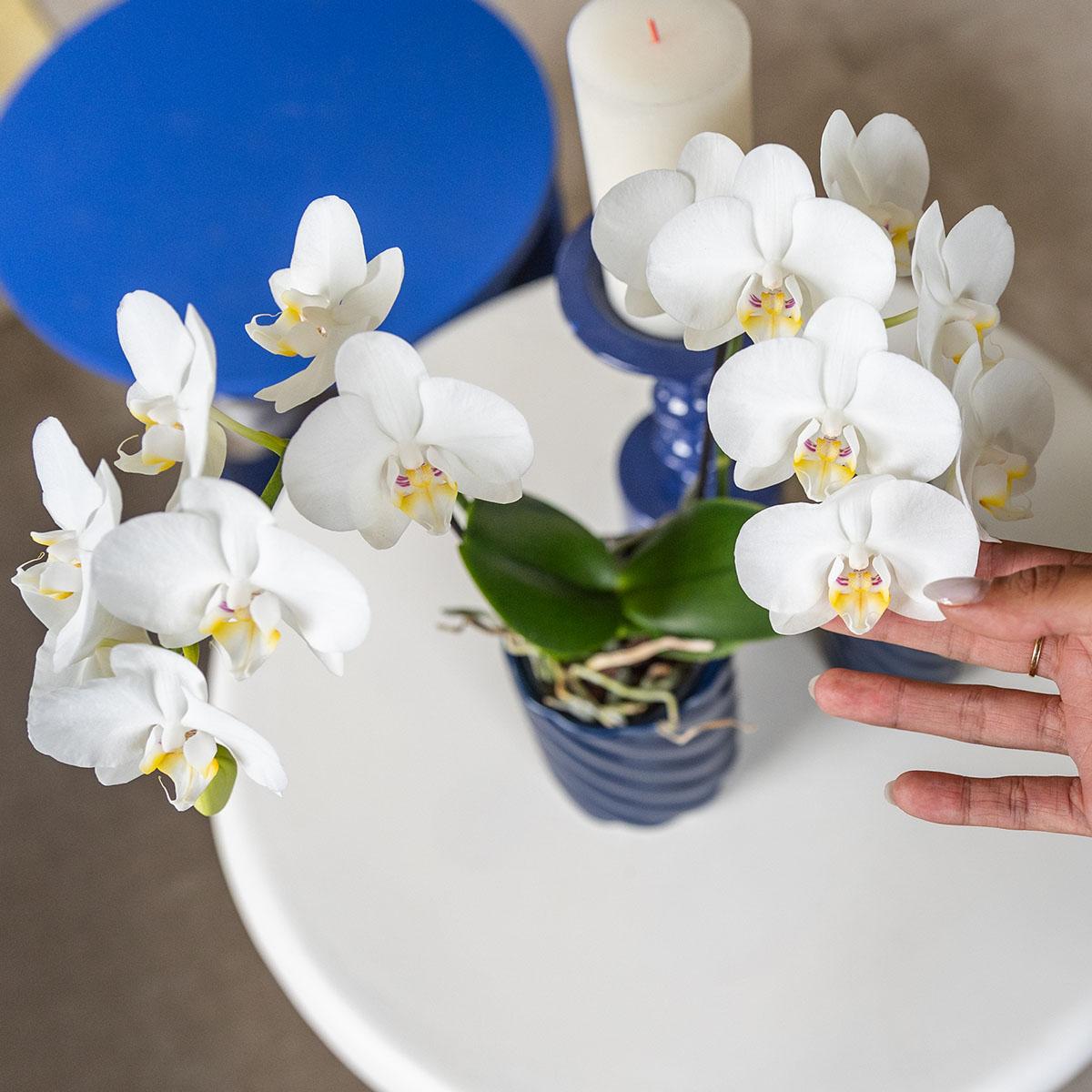 Kolibri Orchids | orchidea Phalaenopsis bianca in vaso Ø9cm | Amabilis | pianta da appartamento fiorita - fresca dal coltivatore