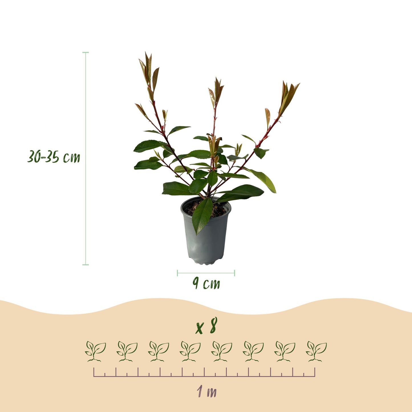 Green boutiQ - Hedge plants - Photnia fraseri Red Robin - leaf red green - 8 plants - 1 linear meter - evergreen - pot 9cm height 30-35cm