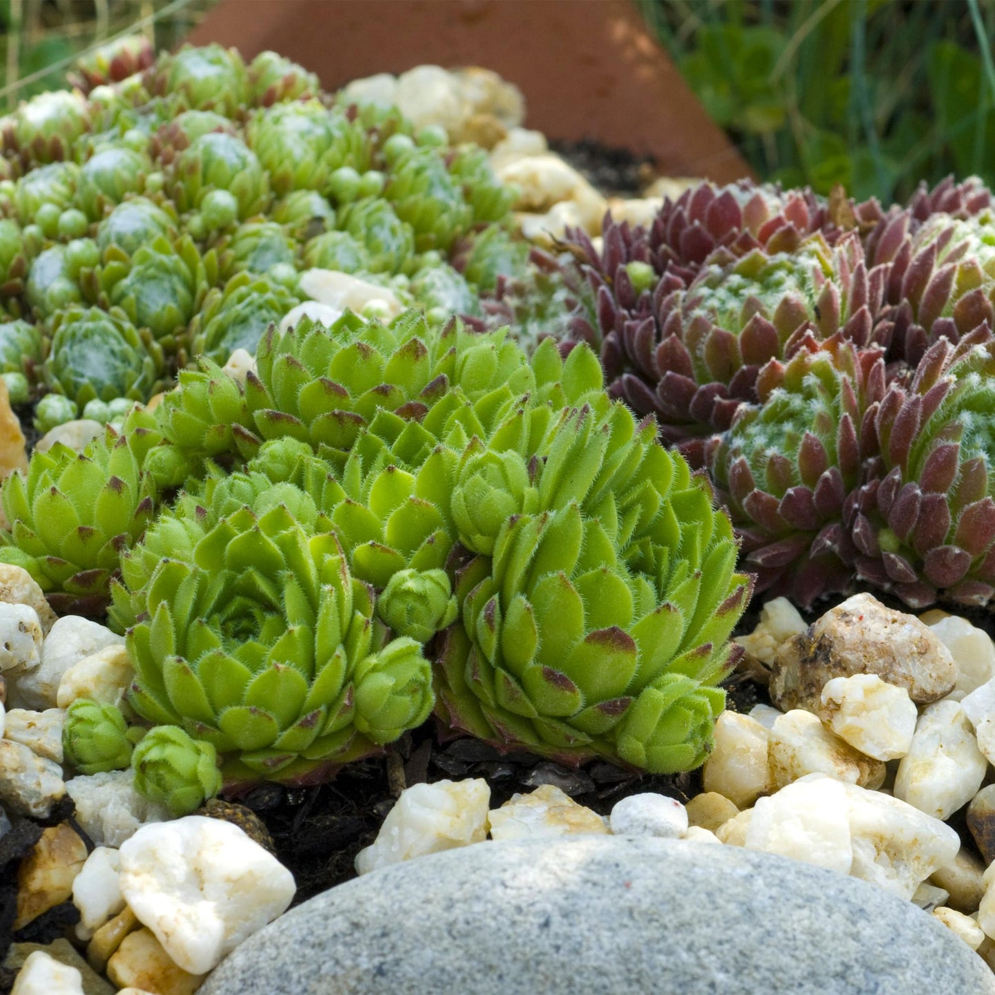 Green boutiQ - Bodembedekker - Winterhard -Sempervivum Big Sam - 8 Planten - Diversen kleuren - Weinig Onderhoud - Pot 14 Hoogte 17