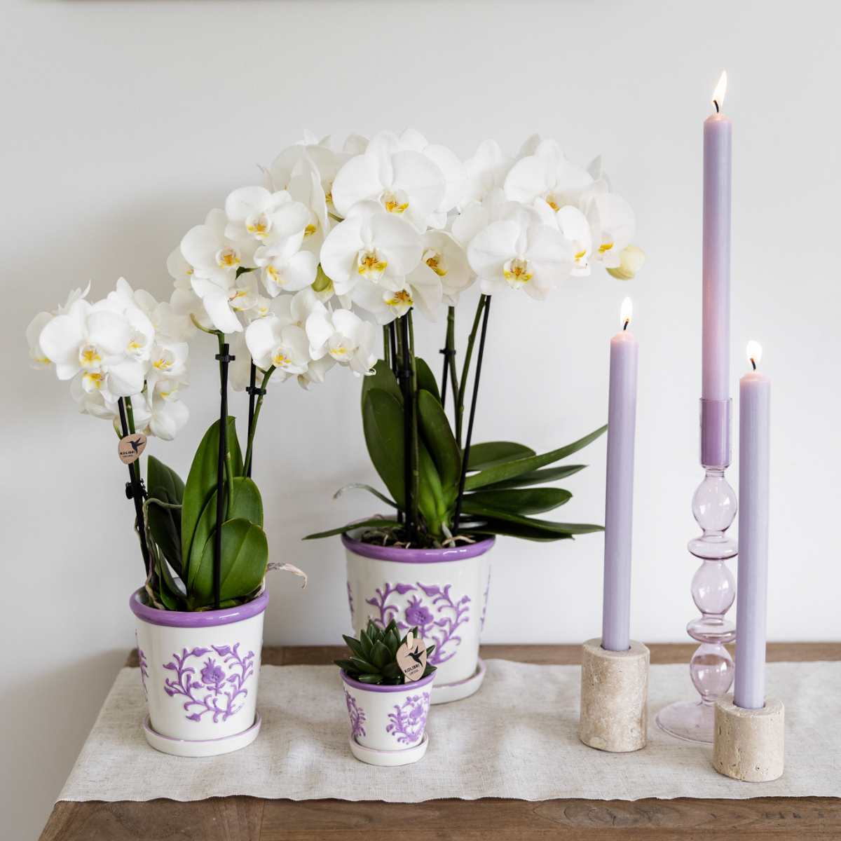 Kolibri Orchids | orchidea Phalaenopsis bianca in vaso Ø9cm | Amabilis | pianta da appartamento fiorita - fresca dal coltivatore