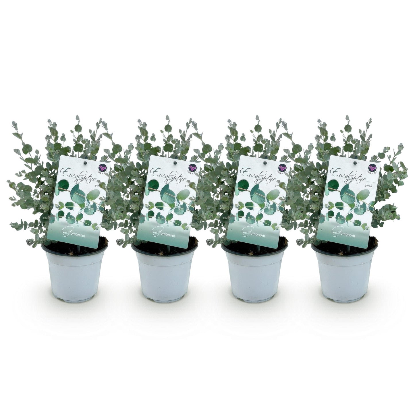 Green boutiQ - Pianta da patio - Eucalipto - Eucalyptus gunni - Grigio - 4 piante - Resistente al freddo - Vaso 14 cm Altezza 30 cm