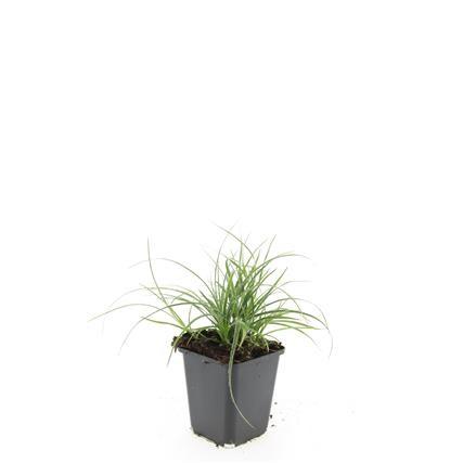 24x Luzula nivea - ↕10-25cm - Ø9cm