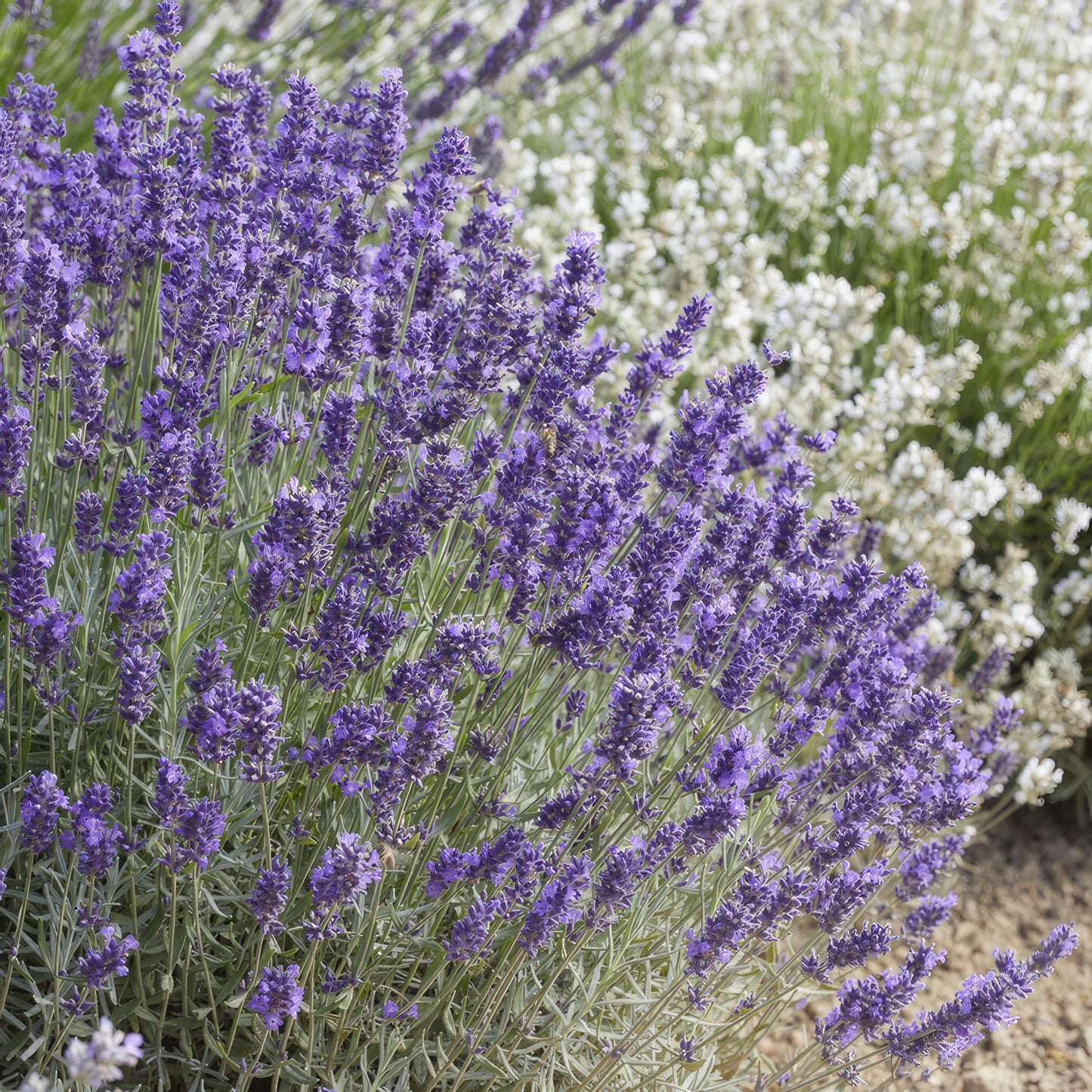 48x Lavandula 'Hidcote' - ↕10-25cm - Ø9cm