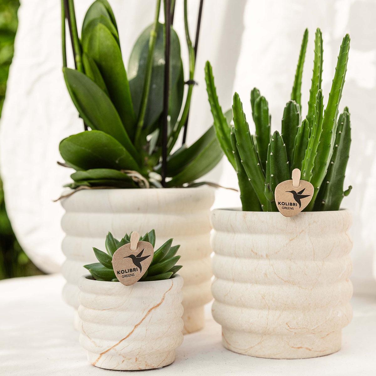 Compagnia di colibrì | Set di piante Slow Living piccolo | Orchidea Phalaenopsis bianca Lausanne e succulente incl. vasi decorativi in ceramica su vassoio biologico bianco