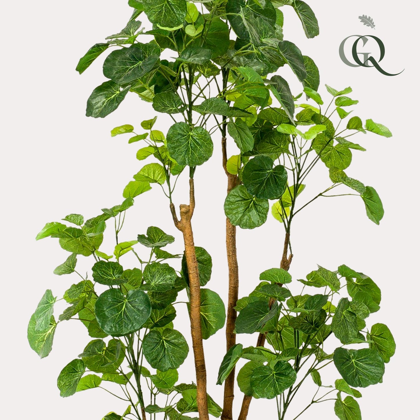 Pianta artificiale - Polyscias - Aralia - 160 cm