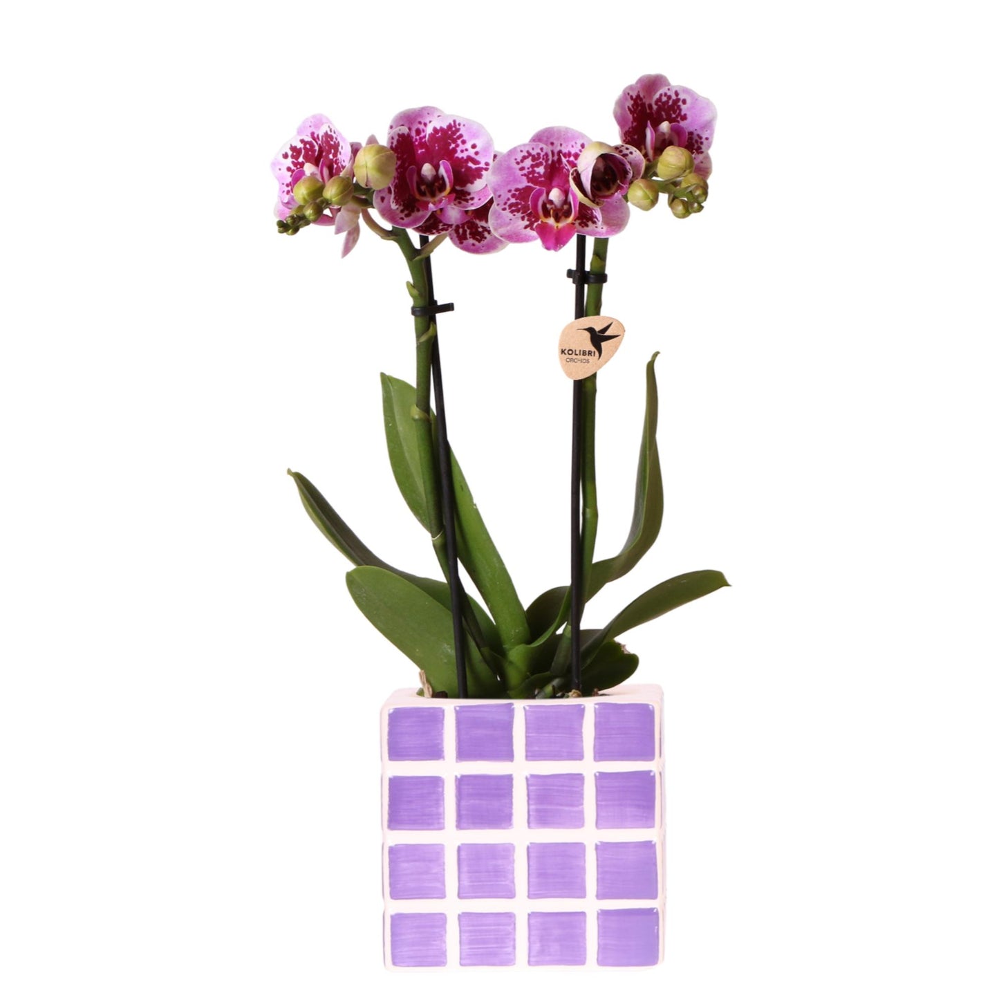Orchidee colibrì | Orchidea phalaenopsis viola El Salvador + Mosa vaso decorativo lilla - dimensioni vaso Ø9cm | pianta d'appartamento in fiore - fresca dal coltivatore
