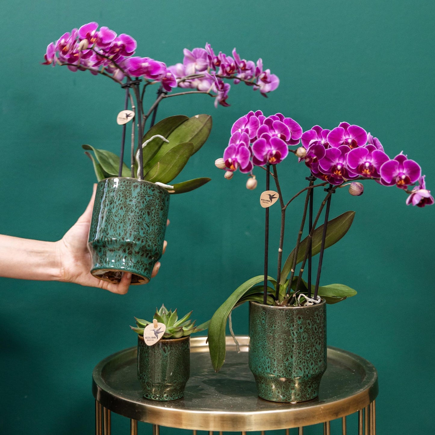 Kolibri Orchids | Orchidea phalaenopsis viola in vaso Ø9cm | Morelia | pianta da appartamento fiorita - fresca dal coltivatore