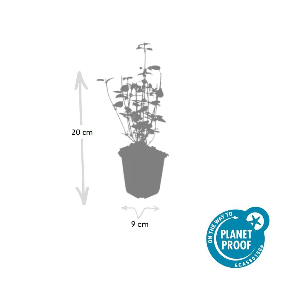 60x Agastache 'Vipera nera' - ↕10-25cm - Ø9cm