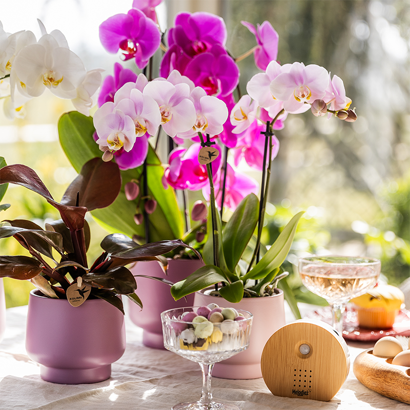 Kolibri Orchids | COMBI DEAL of 2 Phalaenopsis orchids - Portugal - pot size Ø9cm | flowering houseplant - fresh from the grower