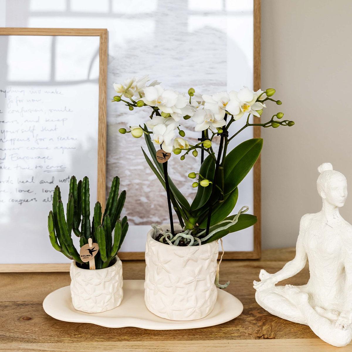 Compagnia di colibrì | Set di piante Star Fish piccolo | Orchidea Phalaenopsis bianca Lausanne e succulente incl. vasi decorativi in ceramica su vassoio biologico bianco