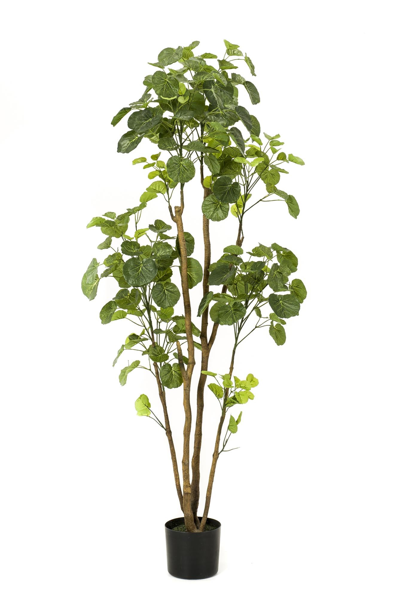 Pianta artificiale - Polyscias - Aralia - 160 cm