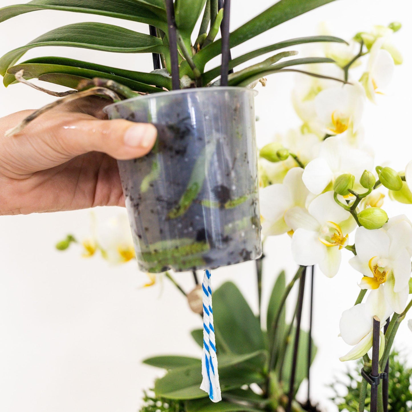 Orchidee colibrì | set di piante bianche in cestino di canna, incl tre orchidee bianche Losanna 9 cm e tre piante verdi | Jungle Bouquet bianco con riserva d'acqua autosufficiente