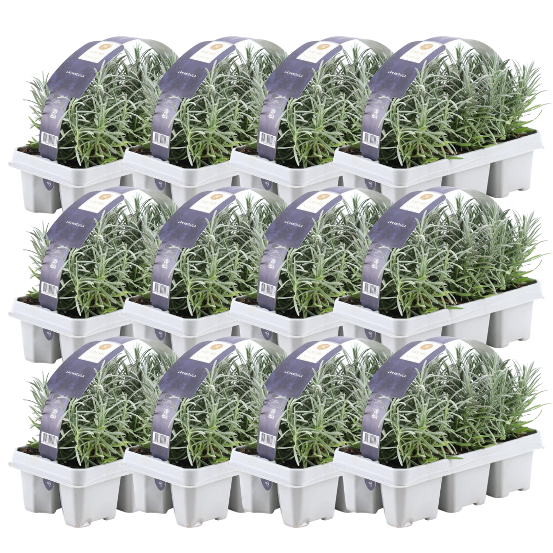 Confezione da 12 x 6 Lavanda angustifolia - Ø7 cm - ↕15 cm