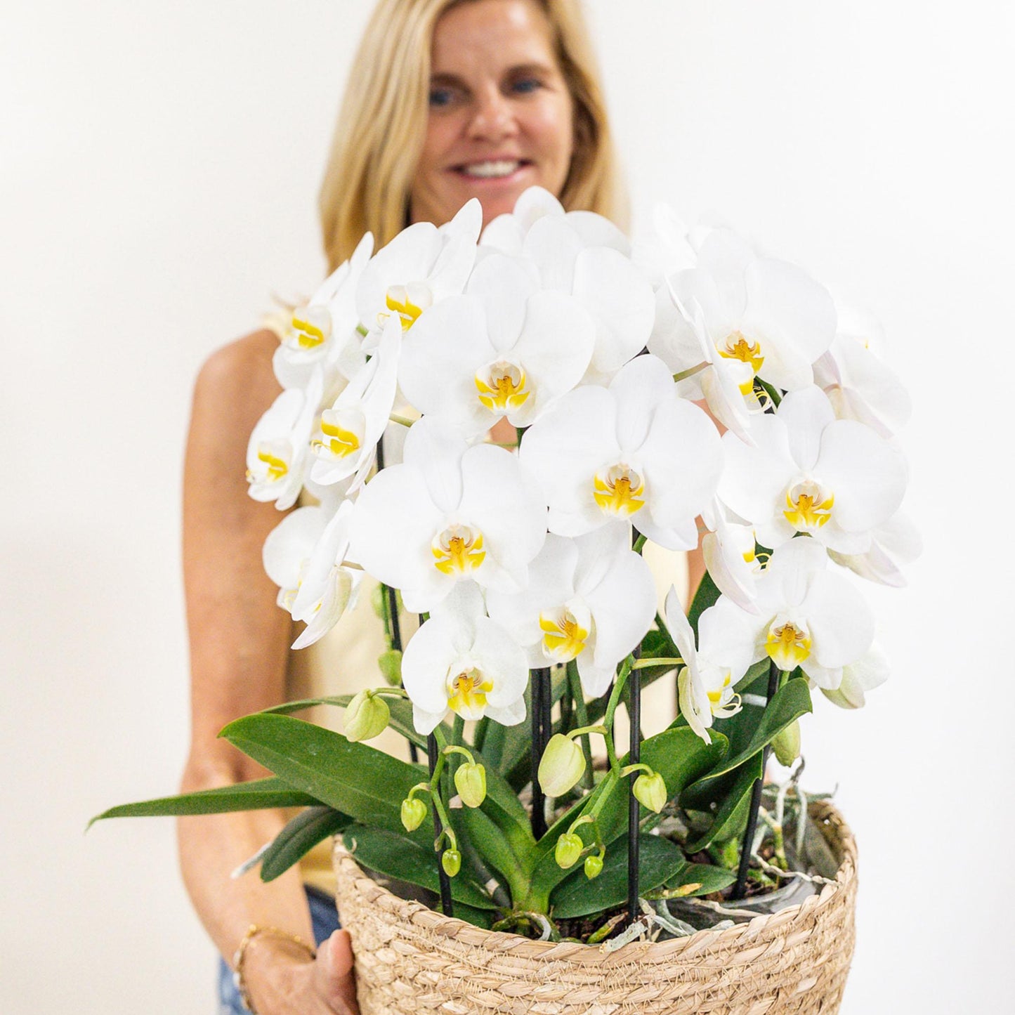 Hummingbird Orchids | white orchid set in Cotton Basket incl. water tank | three curved white orchids Niagara Fall 12cm | Mono Bouquet white with self-sufficient