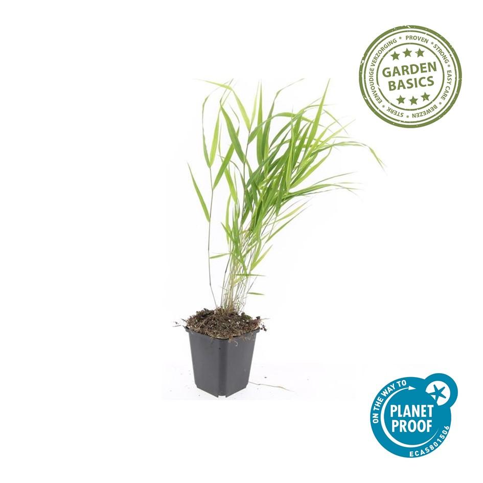 48x Hakonechloa macra - ↕10-25cm - Ø9cm