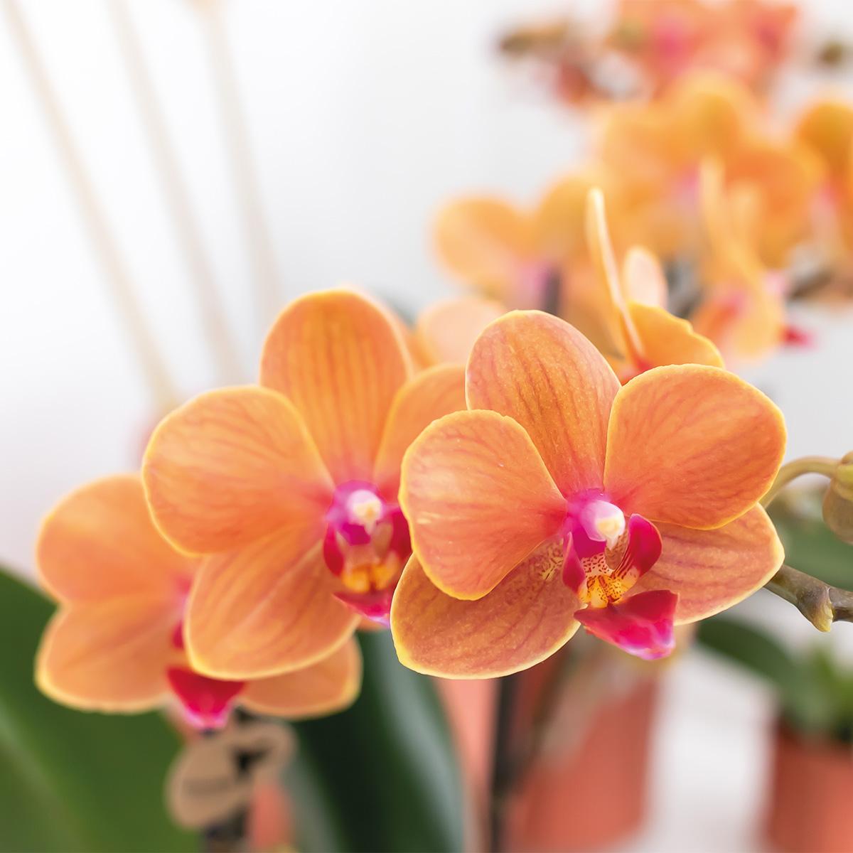 Orchidee colibrì | Orchidea Phalaenopsis arancione - Mineral Bolzano - vaso Ø9cm | pianta d'appartamento in fiore - fresca dal coltivatore