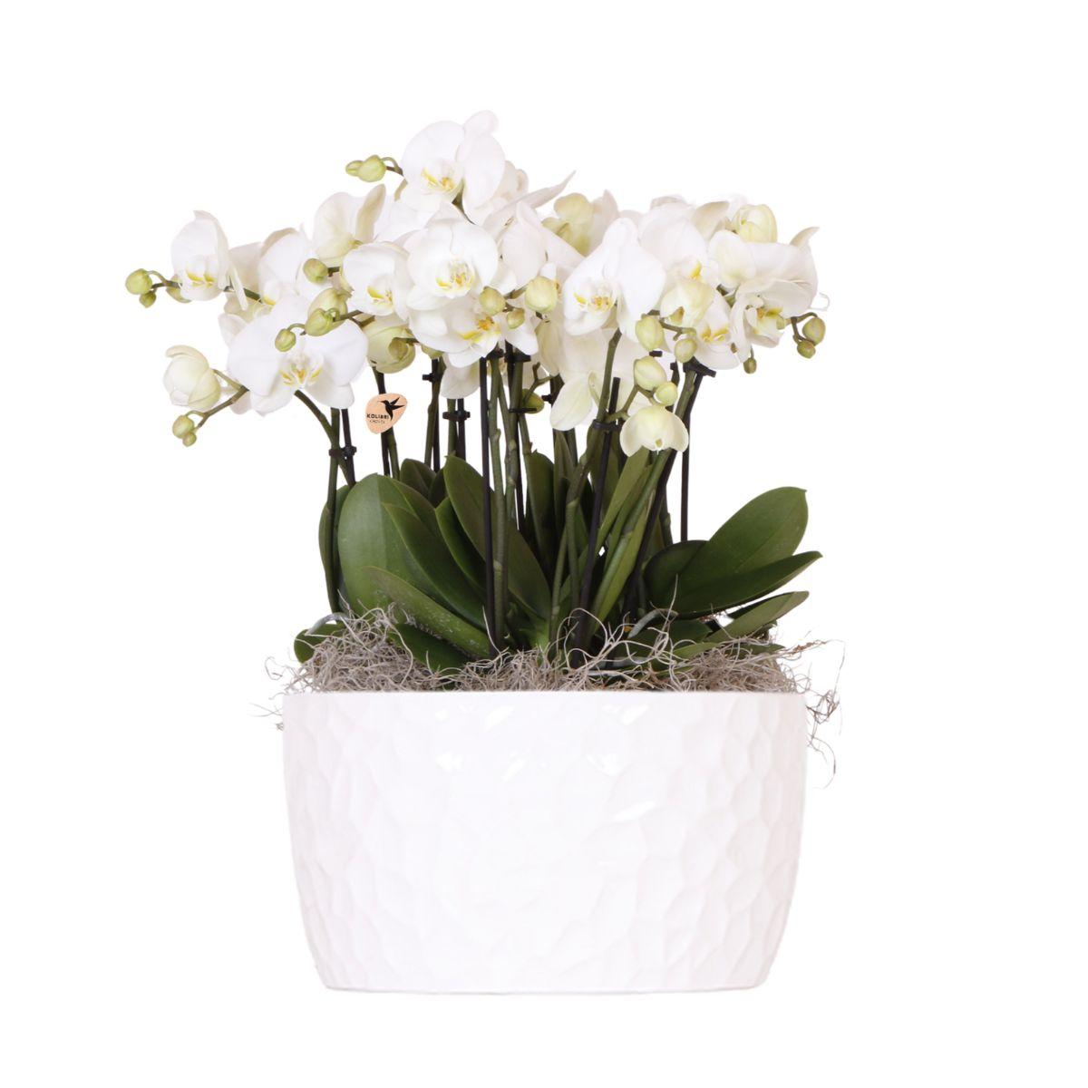 Orchidee Kolibri | set di orchidee bianche in un contenitore per il miele con serbatoio d'acqua | tre orchidee bianche di Ghent da 12 cm | Mono Bouquet bianco con serbatoio d'acqua autonomo