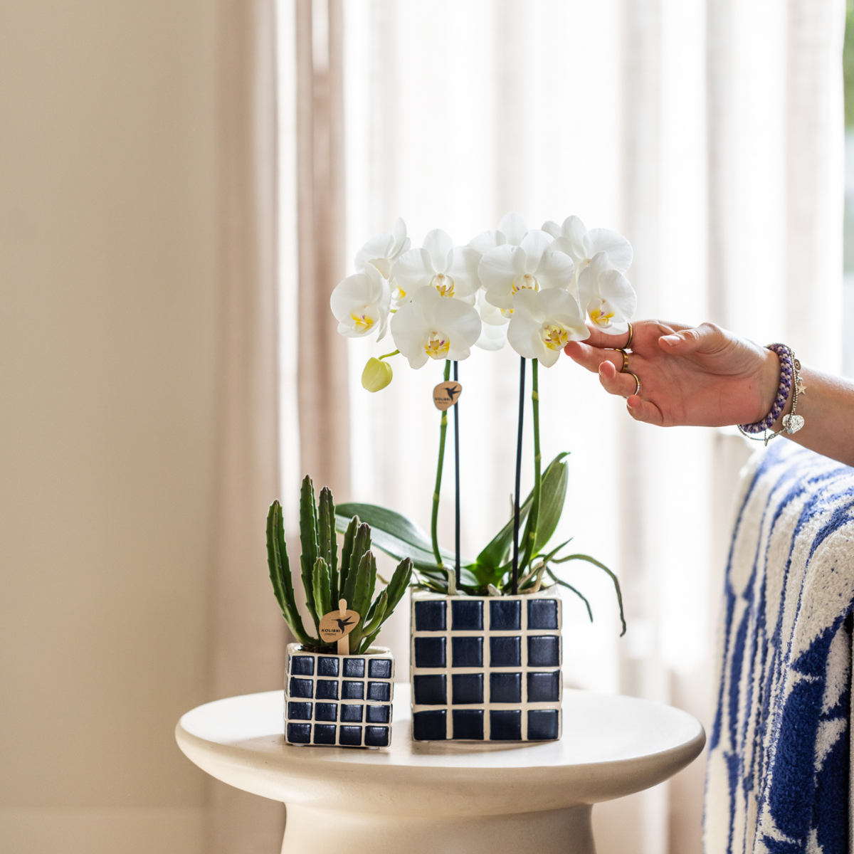 Kolibri Orchids | orchidea Phalaenopsis bianca in vaso Ø9cm | Amabilis | pianta da appartamento fiorita - fresca dal coltivatore