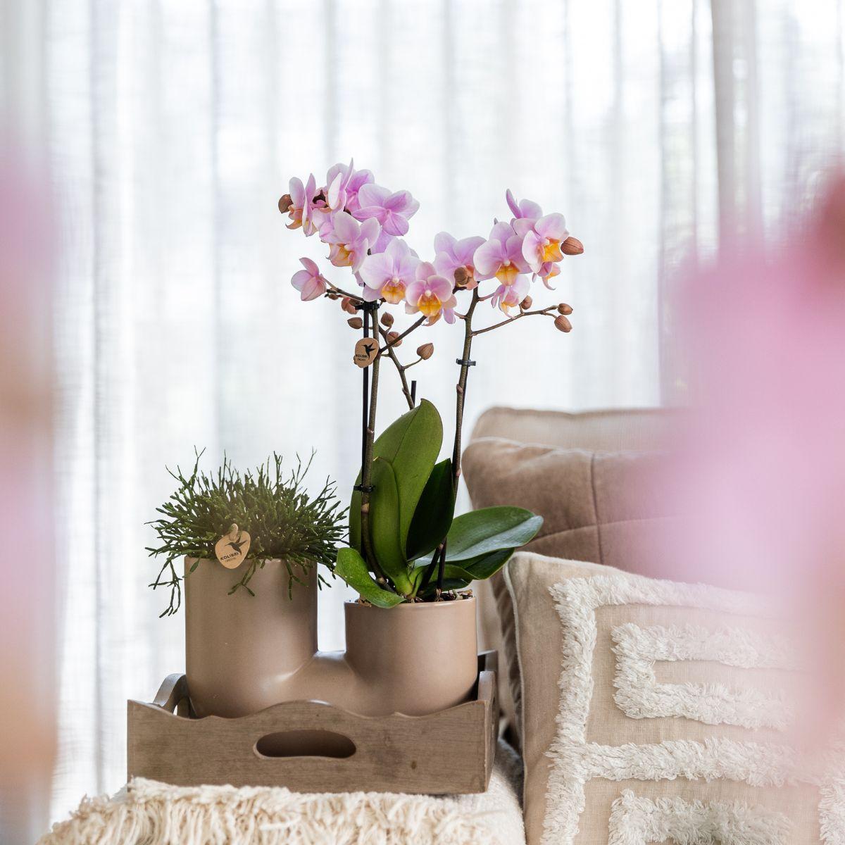 Orchidee colibrì | Set di orchidee bianche di Zurigo e succulente in un vaso tubolare di sabbia - dimensioni del vaso Ø9 cm | pianta da appartamento fiorita - fresca dal coltivatore