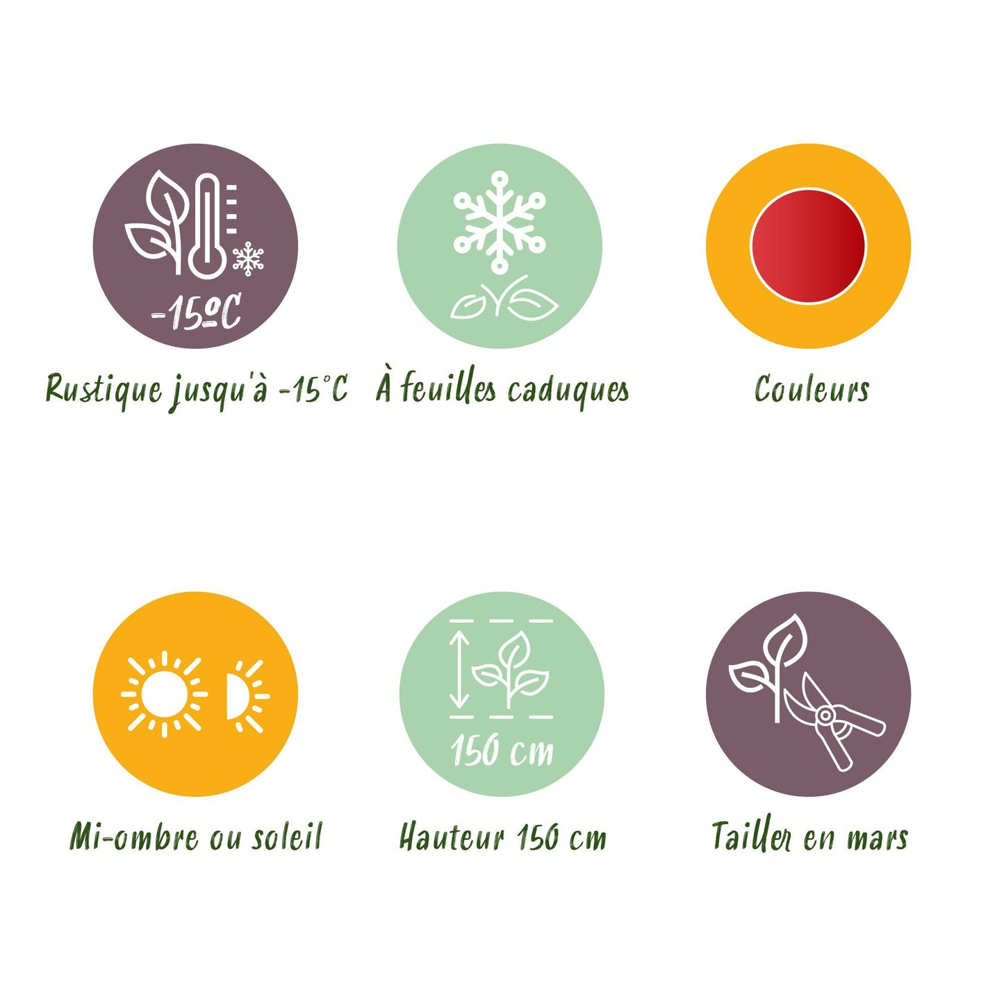 Green boutiQ - Pianta da terrazza - Acero giapponese - Acer palmatum Shaina - Rosso - 2 Piante - Decidua - Vaso 19 cm Altezza 70 cm
