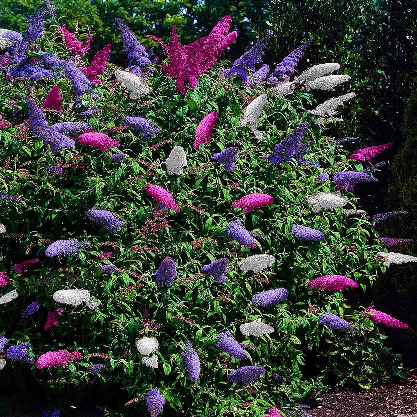 Green boutiQ - Buddleja davidii Tricolour - Fiore rosa, bianco e viola - 3 piante - 1 m² - Decidua - Attrae le farfalle - Vaso 17 cm Altezza 30 cm