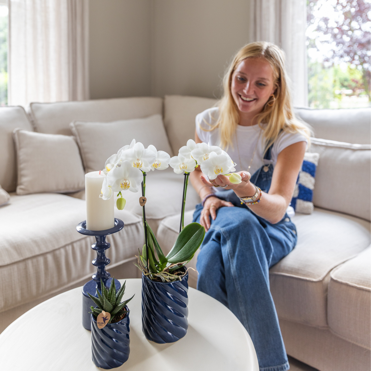 Orchidee colibrì | Set di orchidea bianca Amabilis e succulenta in vasi decorativi Candy blu - dimensioni vaso Ø9 cm e Ø6 cm | pianta d'appartamento in fiore - fresca dal coltivatore