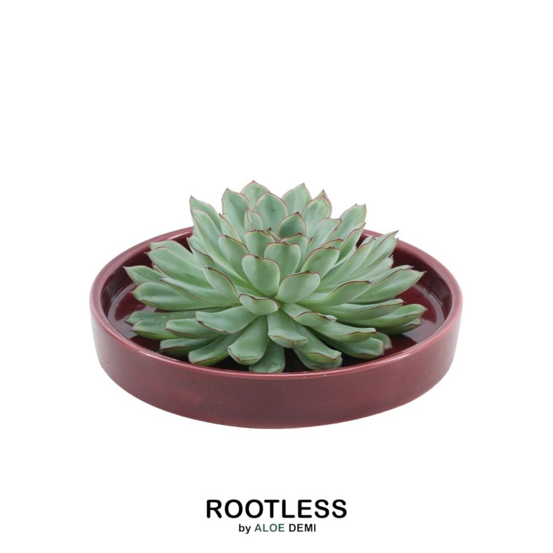 SENZA RADICE Succulente Echeveria Pulidonis in ciotola 'rossa' Ø20 cm - ↕5 cm