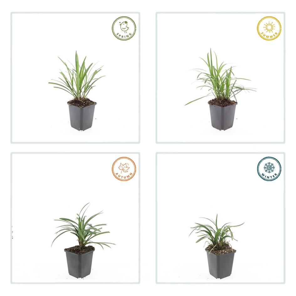 48x Liriope muscari 'Monroe White' - ↕10-25cm - Ø9cm