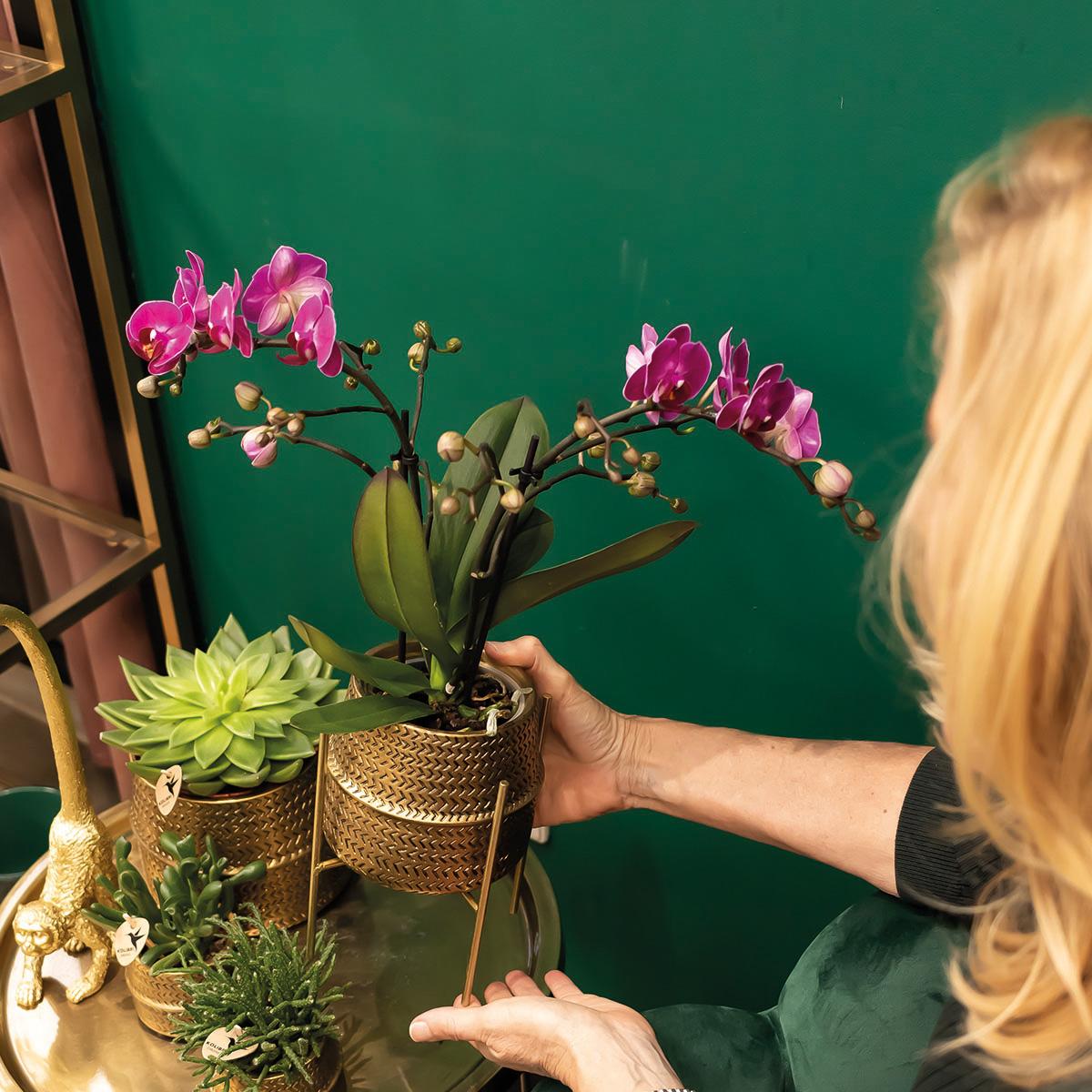 Orchidee colibrì | Orchidea phalaenopsis viola - Morelia + Groove vaso decorativo oro - dimensioni vaso Ø9 cm - altezza 35 cm | pianta d'appartamento in fiore - fresca dal coltivatore