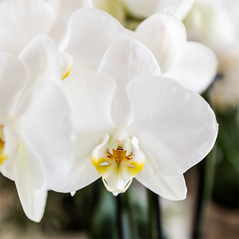 Kolibri Orchids | Set di piante di cotone marrone | Piante verdi con orchidea Phalaenopsis bianca Ghent in vasi di ceramica