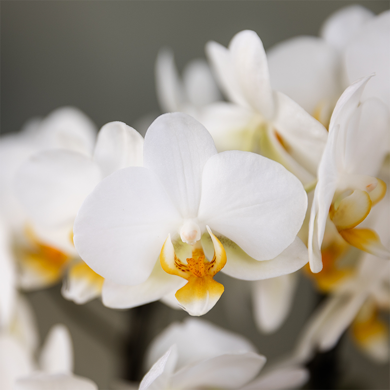 Kolibri Orchids - Mix di scatole a sorpresa - scatola vantaggiosa monocolore - scatola a sorpresa con 2 orchidee Ø9cm - fresche dal coltivatore