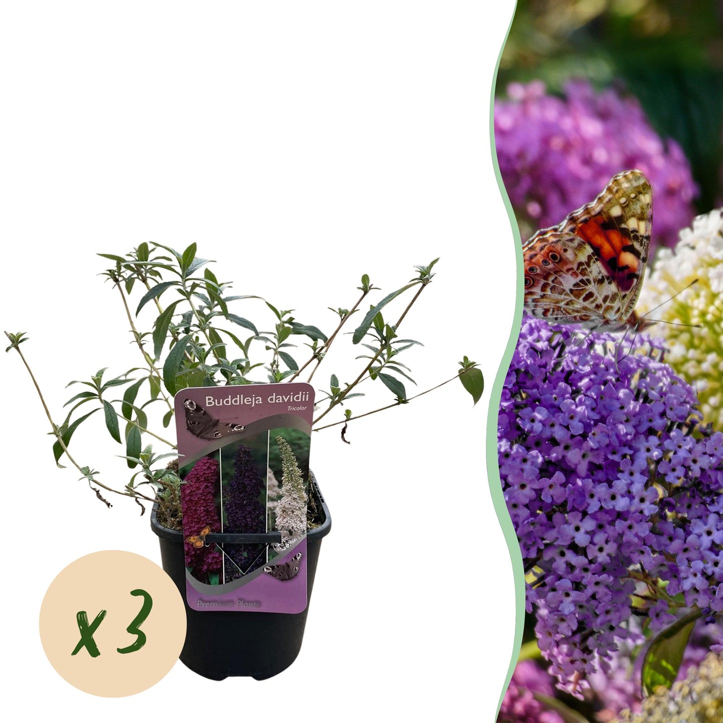 Green boutiQ - Buddleja davidii Tricolour - Fiore rosa, bianco e viola - 3 piante - 1 m² - Decidua - Attrae le farfalle - Vaso 17 cm Altezza 30 cm