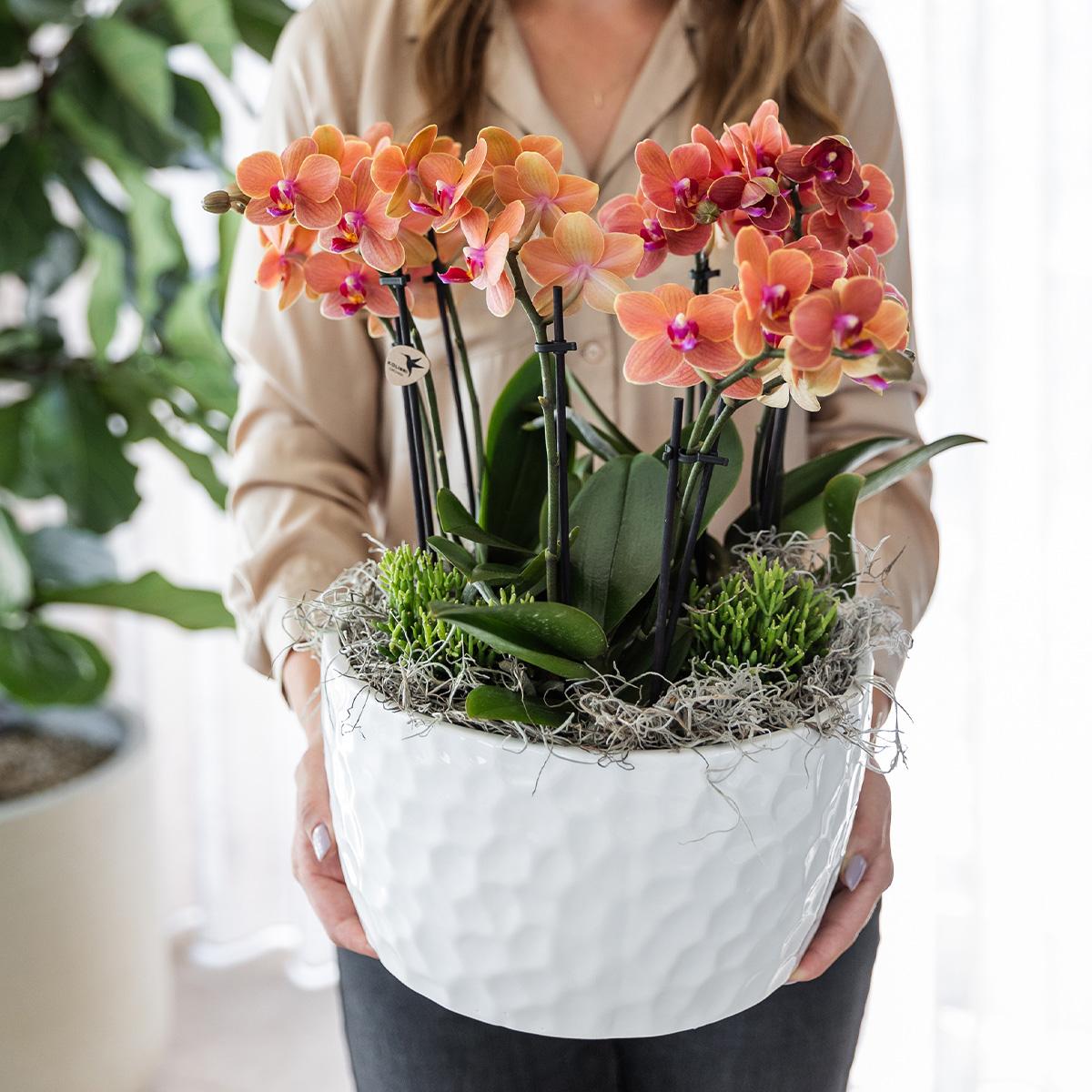 Orchidee colibrì | set di piante d'arancio in vaschetta per miele, incl tre orchidee arancioni Bolzano 9cm e tre piante verdi | Jungle Bouquet arancione con riserva d'acqua autosufficiente