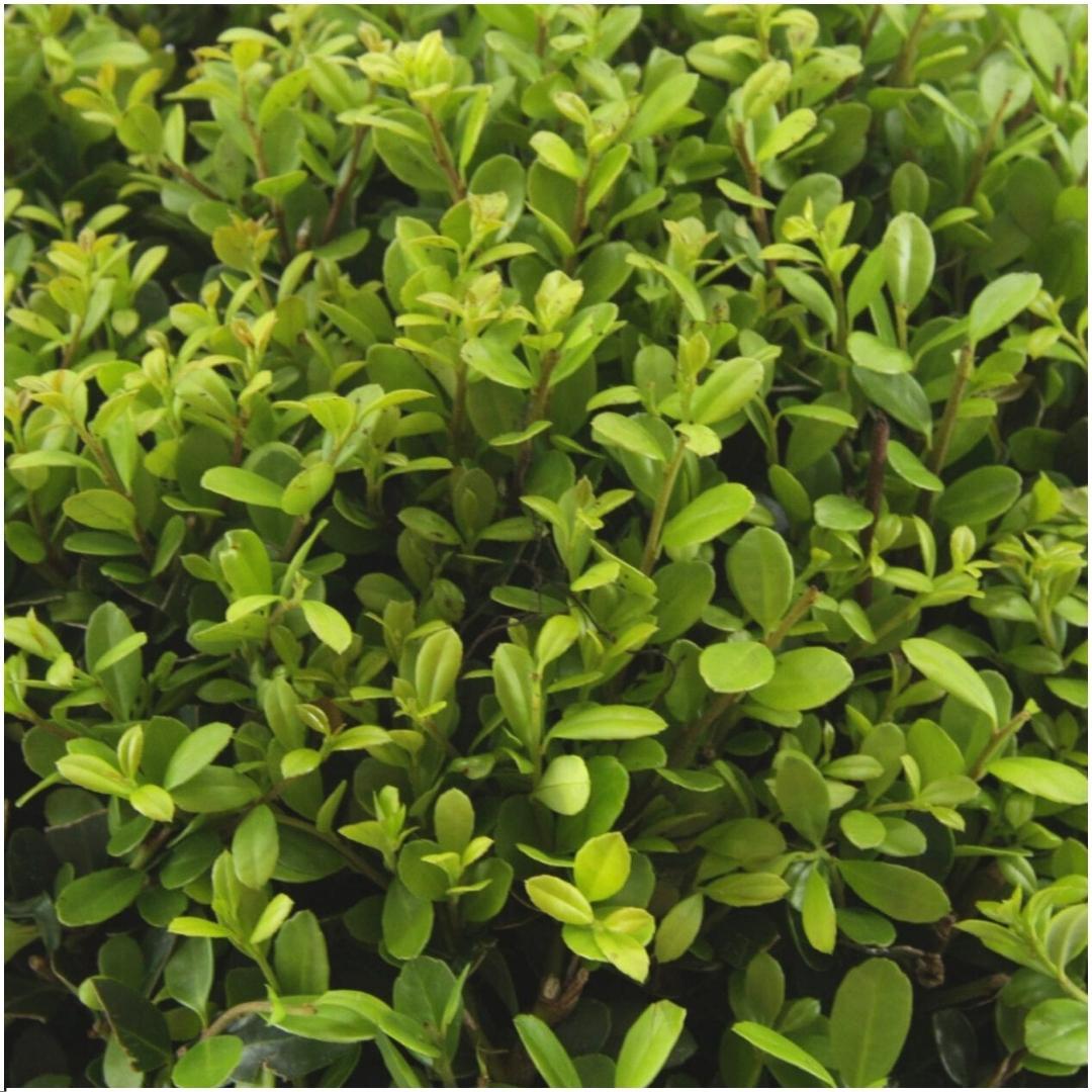 Confezione da 12 x 6 Ilex crenata 'Jenny' - Ø7 cm - ↕15 cm