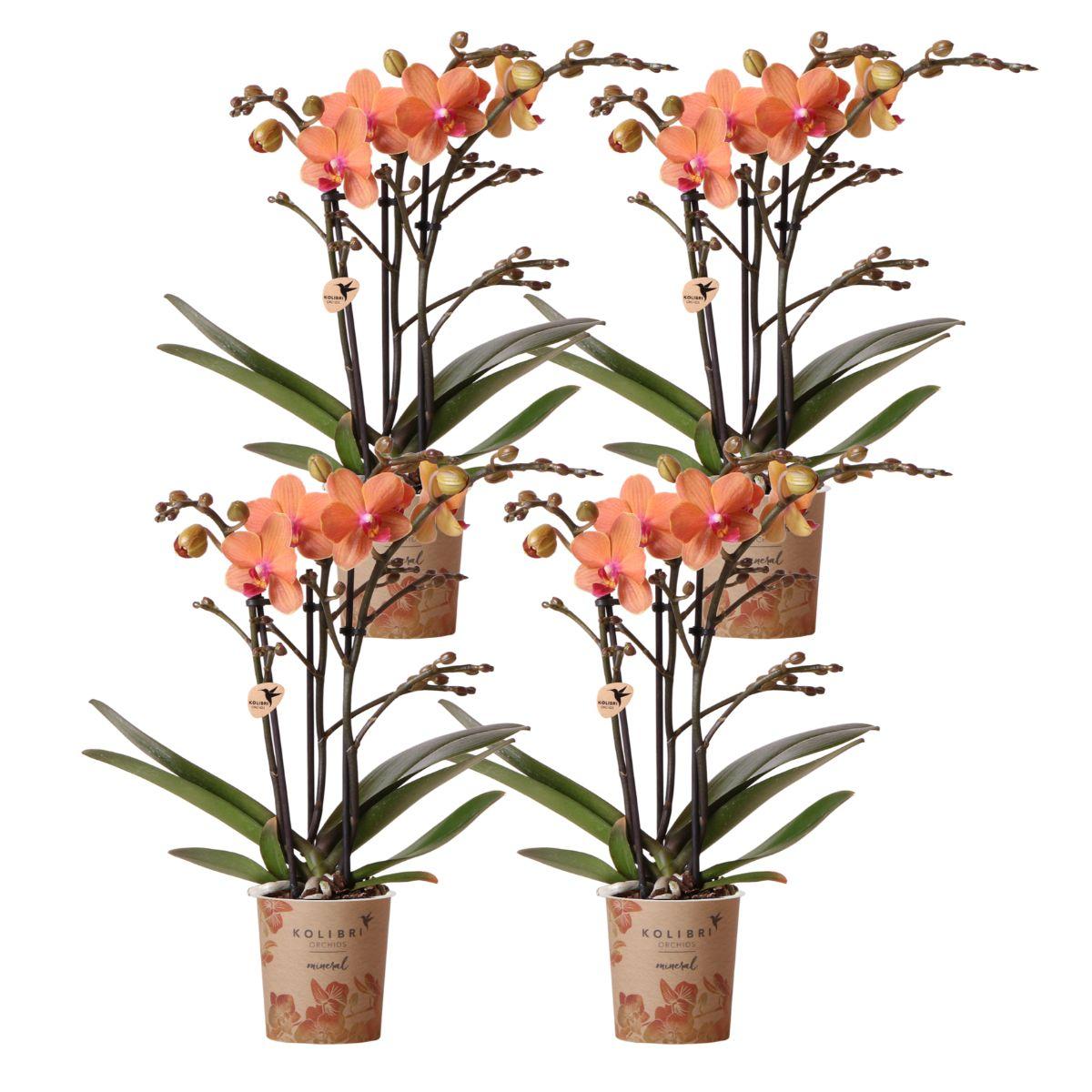 Orchidee colibrì | OFFERTA COMBI di 4 orchidee Phalaenopsis arancioni - Bolzano - dimensioni vaso Ø9cm | pianta d'appartamento in fiore - fresca dal coltivatore