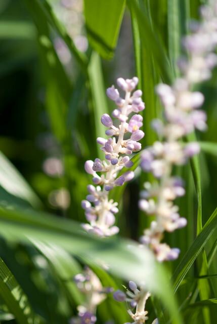 48x Liriope muscari 'Monroe White' - ↕10-25cm - Ø9cm