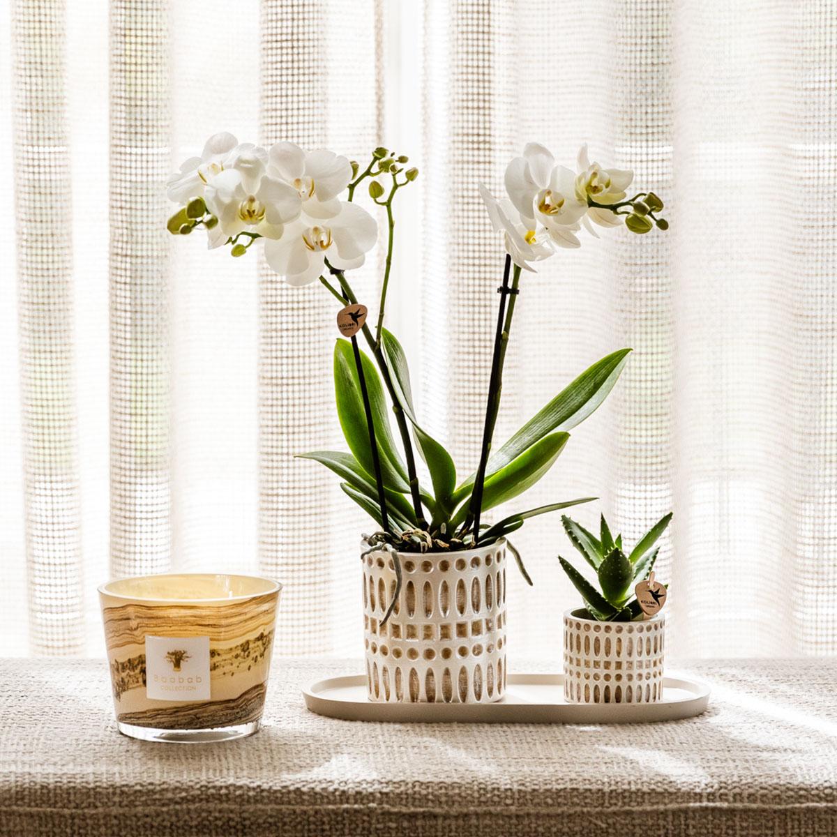 Hummingbird Company | Set di piante Le Chic piccolo | Orchidea Phalaenopsis Amabilis bianca e succulenta incl. vasi decorativi in ceramica su vassoio organico color crema