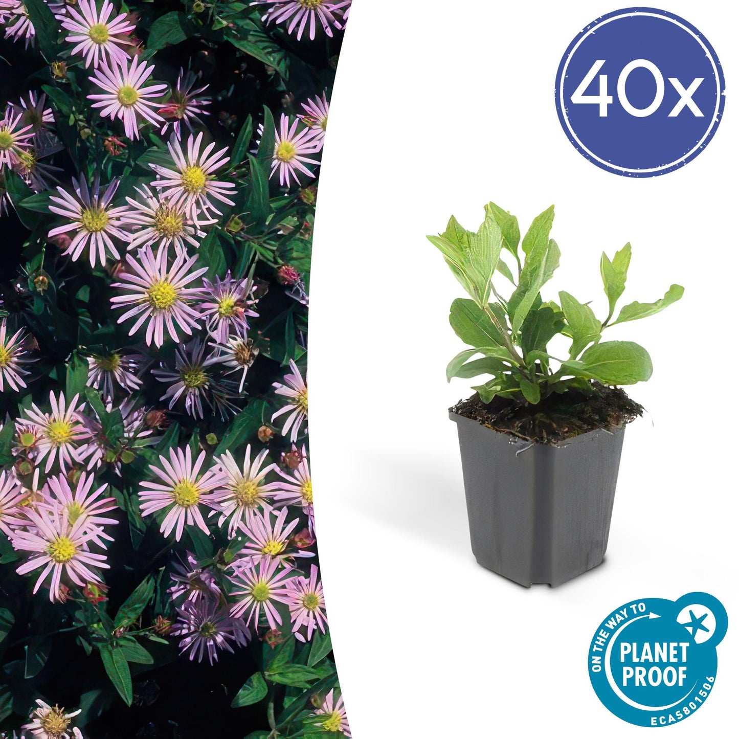 40x Aster ageratides 'Asran' - ↕10-25cm - Ø9cm