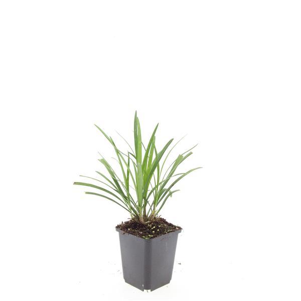 48x Liriope muscari 'Ingwersen' - ↕10-25cm - Ø9cm