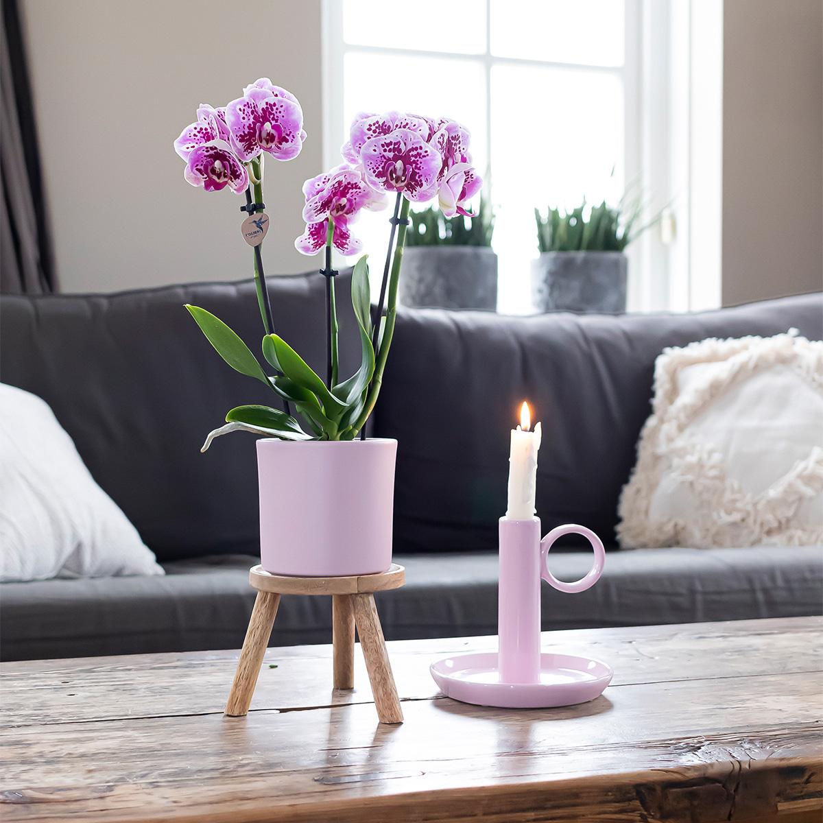 Orchidee colibrì | OFFERTA COMBI di 2 orchidee phalaenopsis rosa viola - El Salvador - vaso Ø9cm | pianta d'appartamento in fiore - fresca dal coltivatore