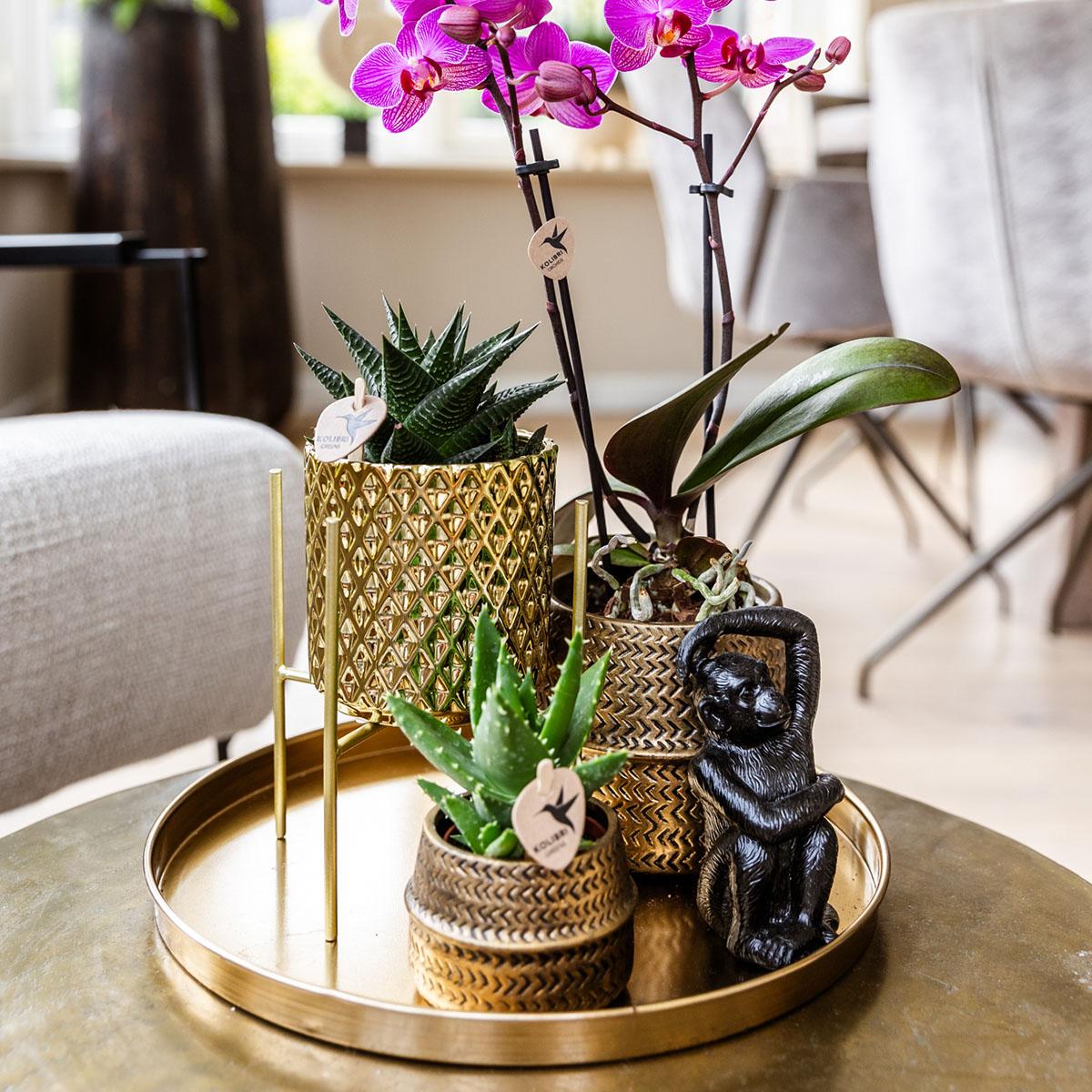 Compagnia di colibrì | Set regalo Hotel Chic | Set di piante con orchidea Phalaenopsis viola e piante grasse, incl. vasi decorativi in ceramica
