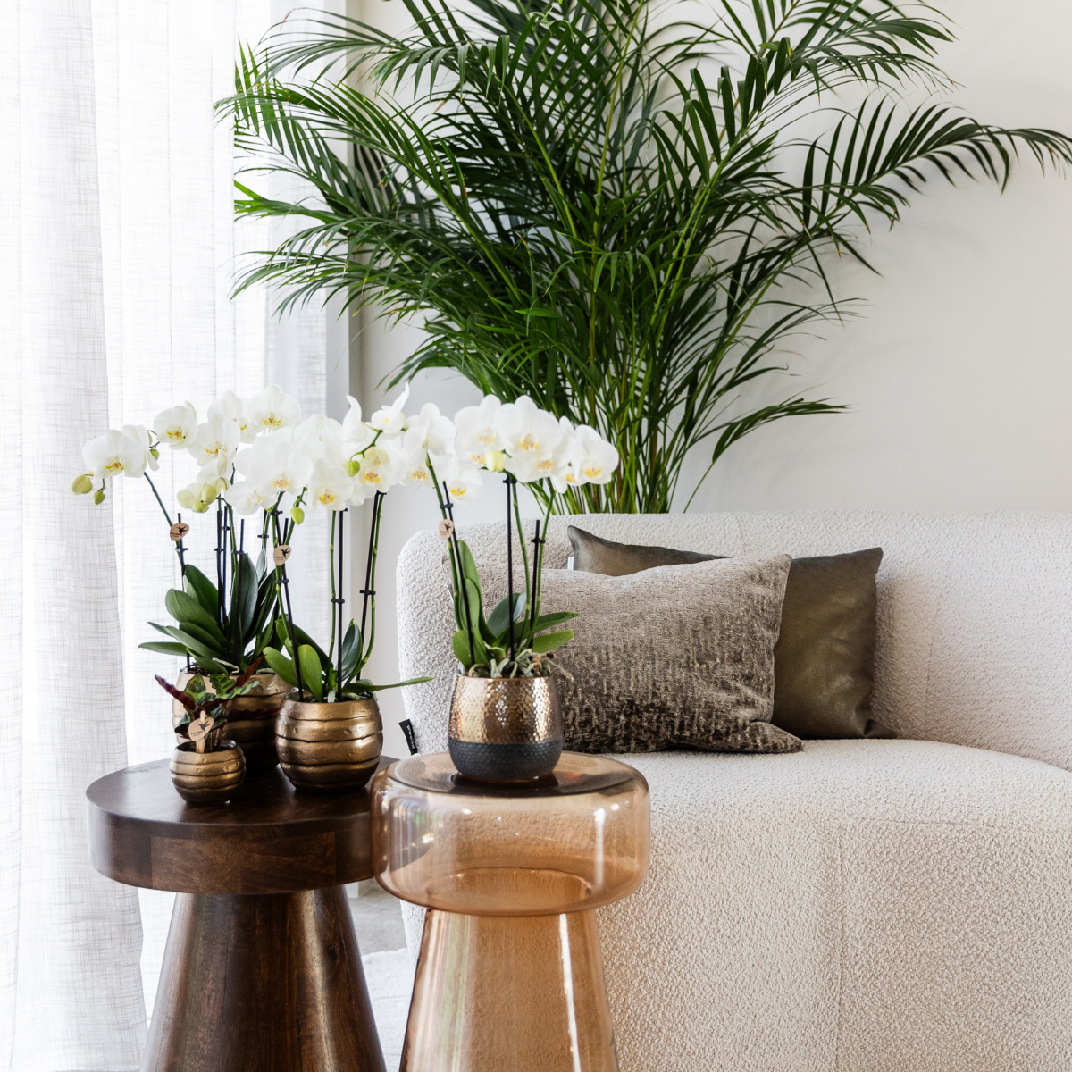 Orchidee colibrì | OFFERTA COMBI di 4 orchidee bianche - Gent - dimensioni vaso Ø12cm | pianta d'appartamento in fiore - fresca dal coltivatore