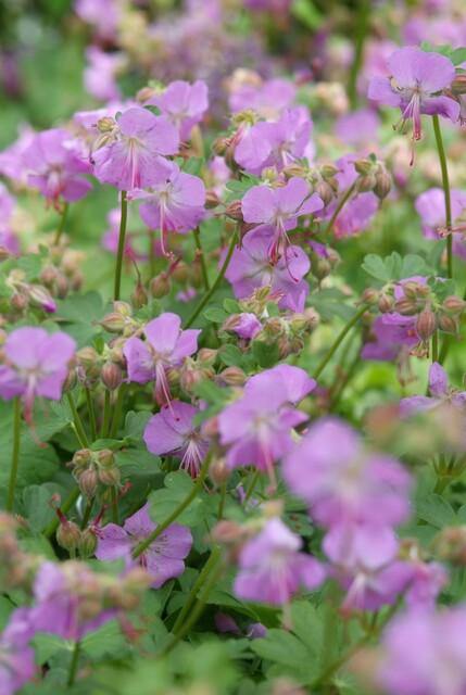 48x Geranium cant. 'Cambridge' - ↕10-25cm - Ø9cm