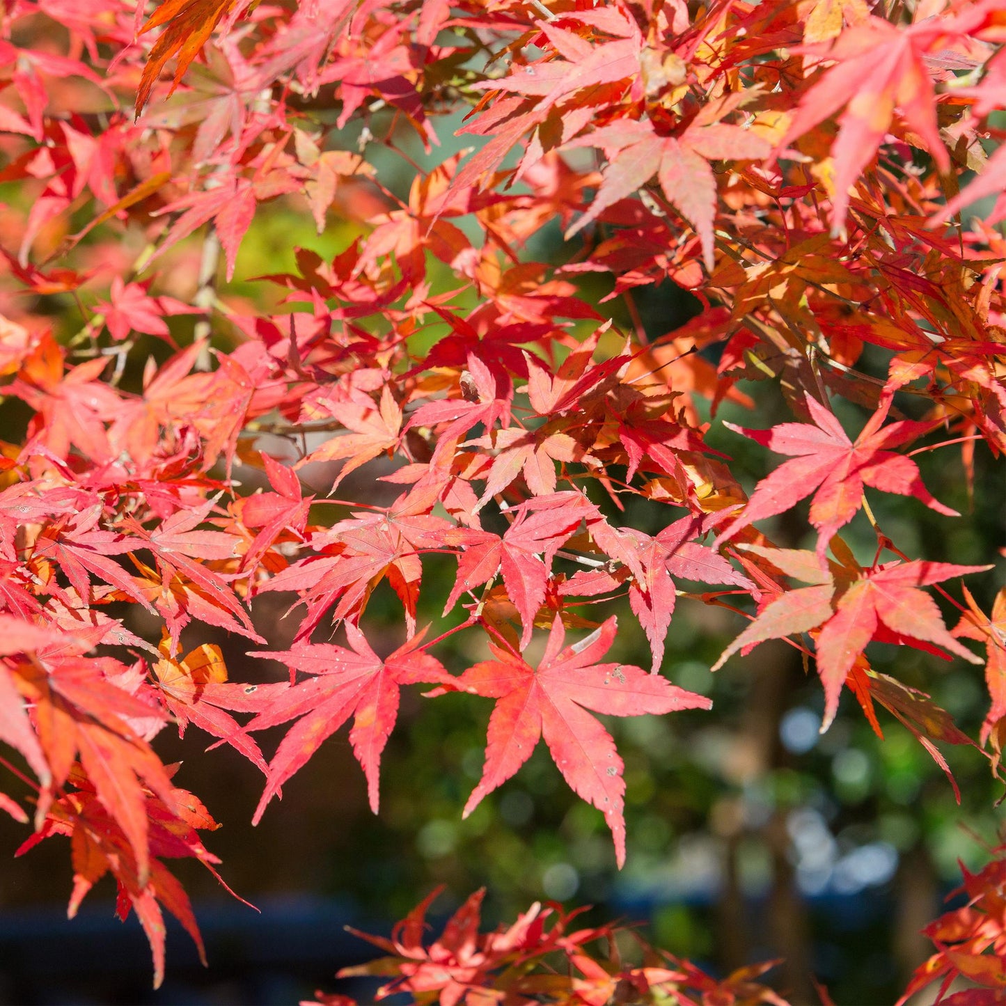 Green boutiQ - Pianta da terrazza - Acero giapponese - Acer palmatum Shaina - Rosso - 2 Piante - Decidua - Vaso 19 cm Altezza 70 cm
