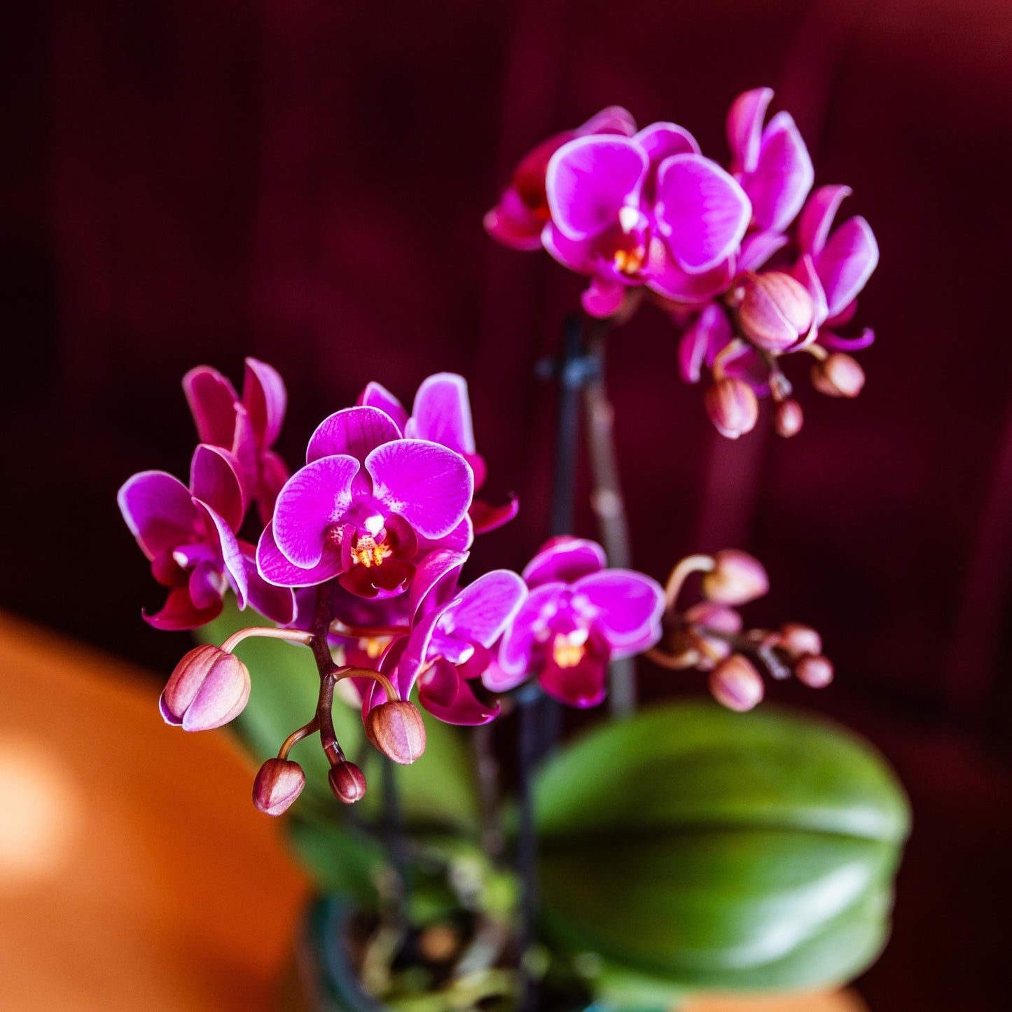 Kolibri Orchids | Orchidea phalaenopsis viola in vaso Ø9cm | Morelia | pianta da appartamento fiorita - fresca dal coltivatore